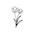 Shanaya logo
